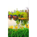 旅行风景6567