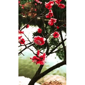 旅行风景6578