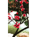旅行风景6578