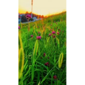 旅行风景6596