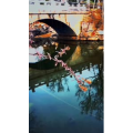 旅行风景6613