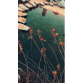 旅行风景6619