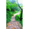 旅行风景6630