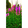 旅行风景6635