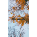 旅行风景6686