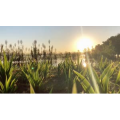 旅行风景6698