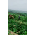 旅行风景6709