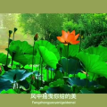 旅行风景6716