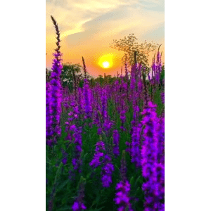 旅行风景6722