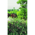 旅行风景6799