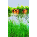 旅行风景6806