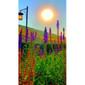 旅行风景6836