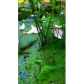 旅行风景6867