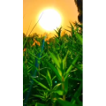 旅行风景6896