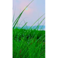 旅行风景6897