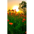 旅行风景6900