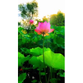 旅行风景6927