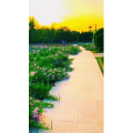 旅行风景6950