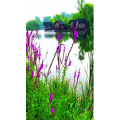 旅行风景6955