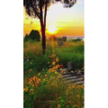 旅行风景6994