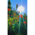 旅行风景6996