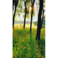 旅行风景7020