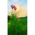 旅行风景7047
