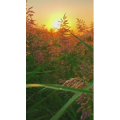 旅行风景7072