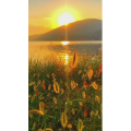 旅行风景7094