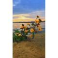 旅行风景7112
