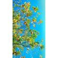 旅行风景7141