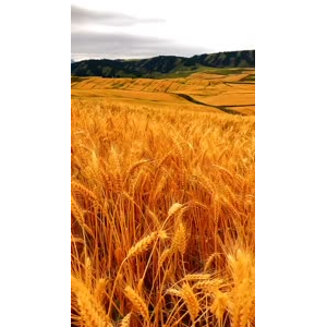 旅行风景7158
