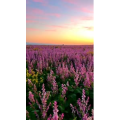 旅行风景7175