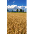 旅行风景7176