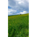 旅行风景7185