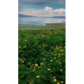 旅行风景7196