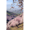 旅行风景7245