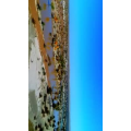 旅行风景7275