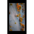 旅行风景7288