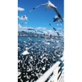 旅行风景7307
