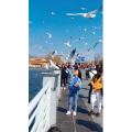 旅行风景7308