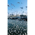 旅行风景7312