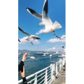 旅行风景7324
