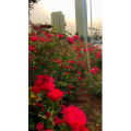 旅行风景7328