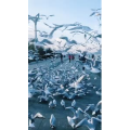 旅行风景7364