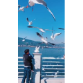 旅行风景7371