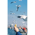 旅行风景7375
