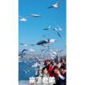 旅行风景7379