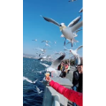 旅行风景7384