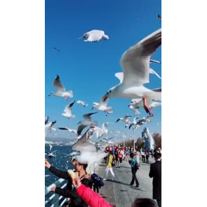 旅行风景7385